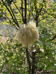 Misodendrum punctulatum