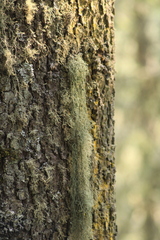 Usnea trichodea