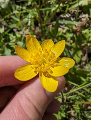 Ranunculus californicus