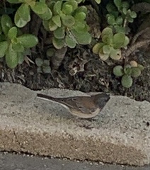 Junco hyemalis