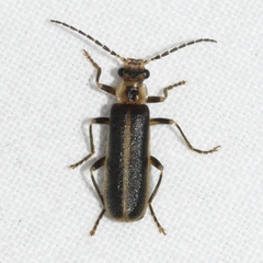 Podabrus modestus