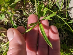 Ranunculus californicus