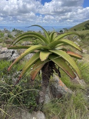 Aloe spicata