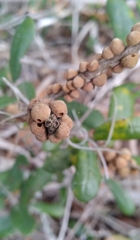 Disholcaspis quercusvirens