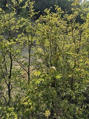 Misodendrum punctulatum