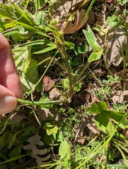 Ranunculus californicus