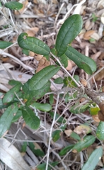 Disholcaspis quercusvirens