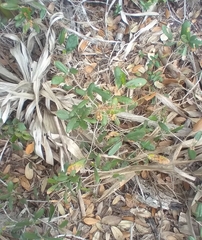 Disholcaspis quercusvirens