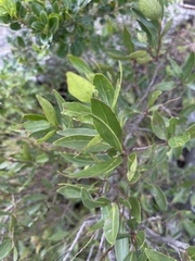 Pterocelastrus echinatus