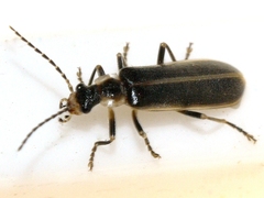 Podabrus modestus