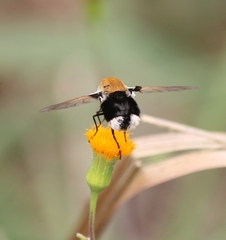 Bombomyia
