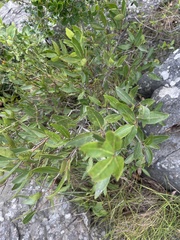 Pterocelastrus echinatus