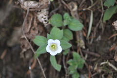 Phacelia platycarpa