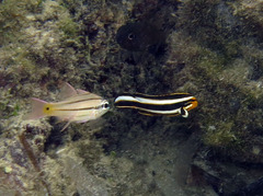 Plectorhinchus lessonii