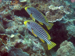 Plectorhinchus lineatus
