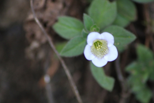 Nama prostrata (Nama prostrata)
