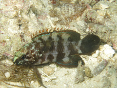 Plesiops coeruleolineatus