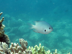 Pomacentrus alexanderae