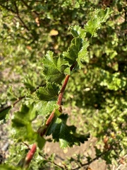 Nothofagus antarctica