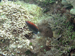 Pomacentrus bankanensis