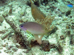 Pomacentrus amboinensis