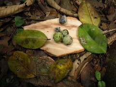 Klainedoxa trillesii