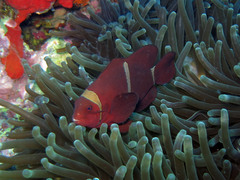 Amphiprion biaculeatus