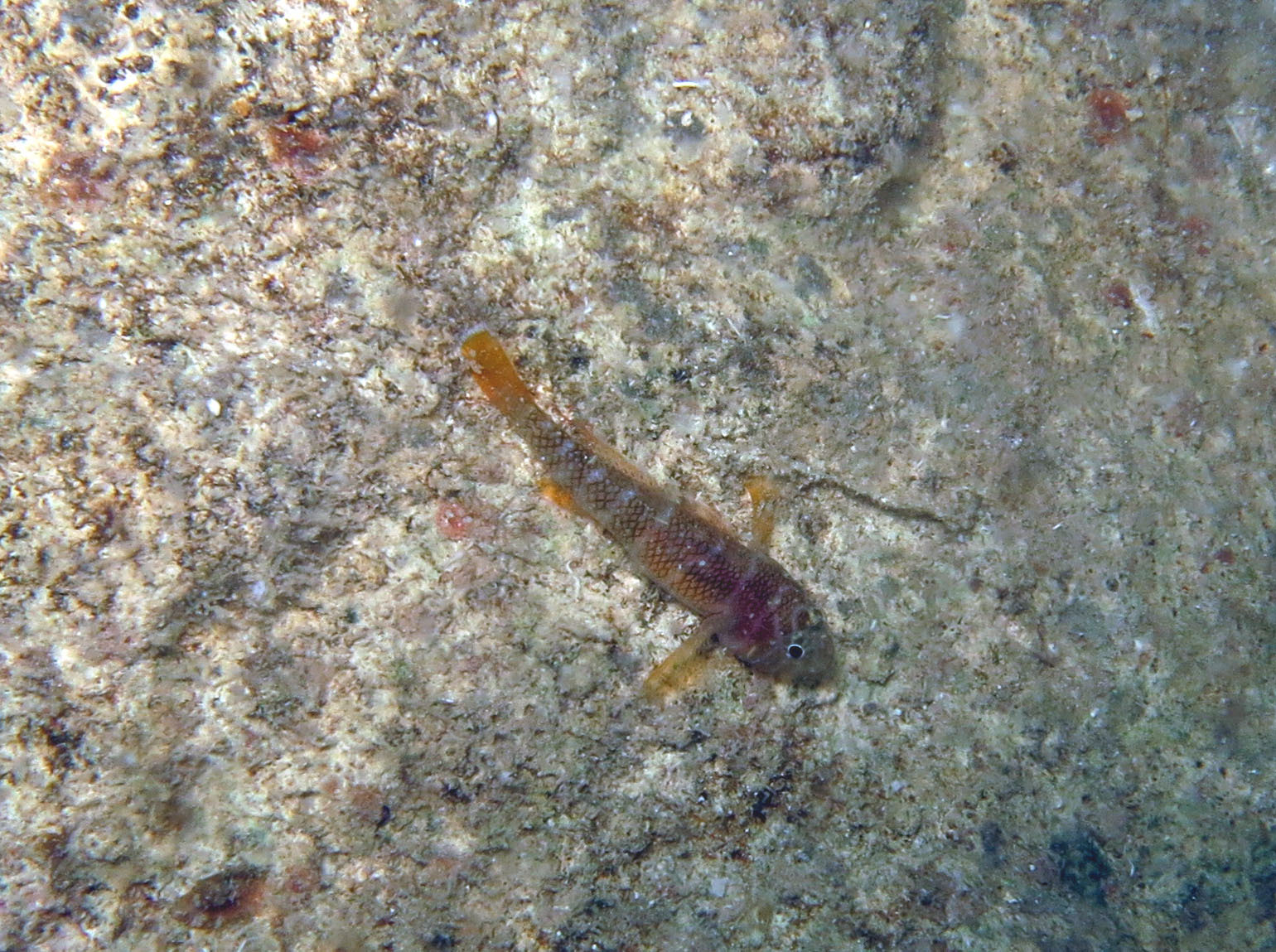 Kappa Reefgoby photo 2