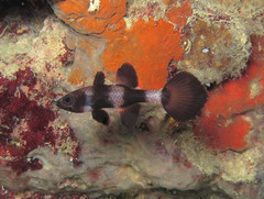 Pseudamia zonata