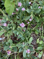 Phyla nodiflora