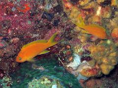 Pseudanthias pleurotaenia