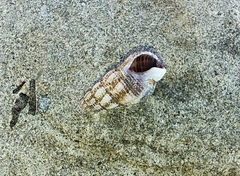 Nassarius mendicus
