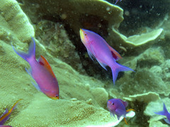 Mirolabrichthys tuka