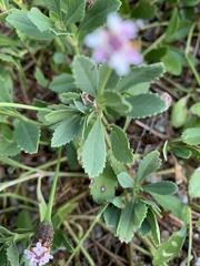 Phyla nodiflora