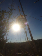 Pseudotachea splendida