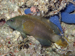 Pseudochromis fuscus