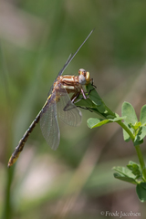 Phanogomphus
