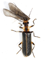 Podabrus punctulatus