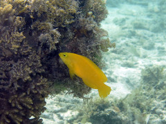 Pseudochromis fuscus