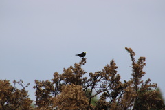 Hymenops perspicillatus