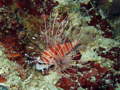 Pterois antennata