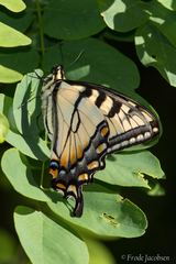 Papilio appalachiensis