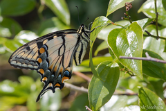 Papilio appalachiensis