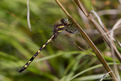 Cordulegaster bilineata