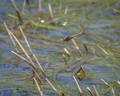 Leucorrhinia intacta