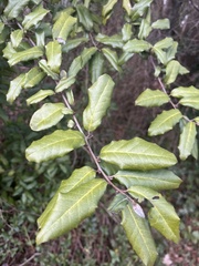 Elaeagnus pungens