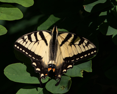 Papilio appalachiensis