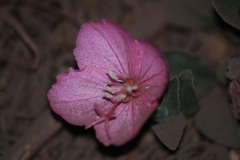 Oenothera deserticola