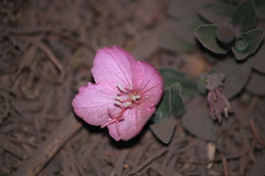 Oenothera deserticola