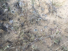 Picradeniopsis multiflora